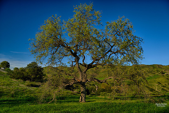 Photo Name: Spring Oak