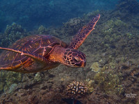Photo Name: Maui Sea Turtle