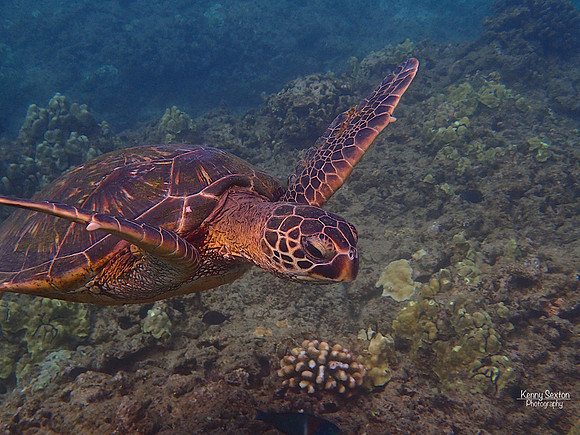 Photo Name: Maui Sea Turtle
