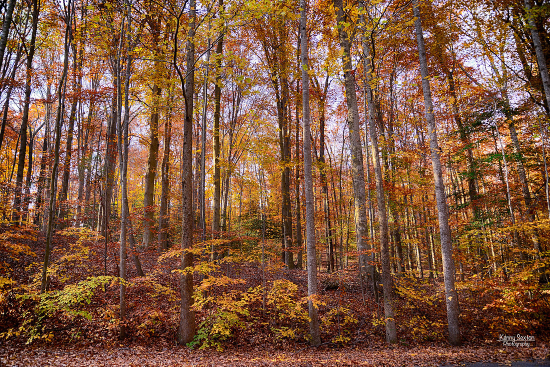 Photo Name: Fall Colors