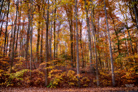 Photo Name: Fall Colors