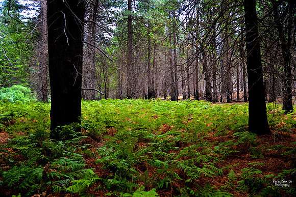 Photo Name: Ferns along the trail