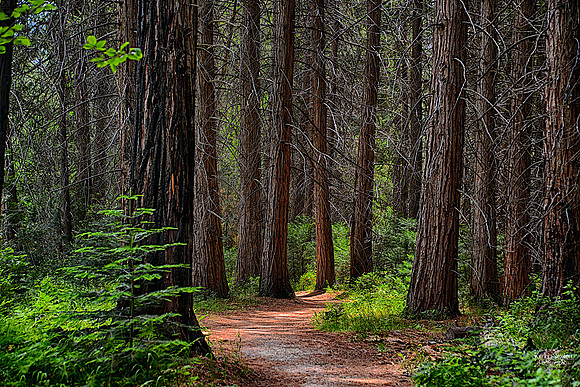 Photo name: The Trail