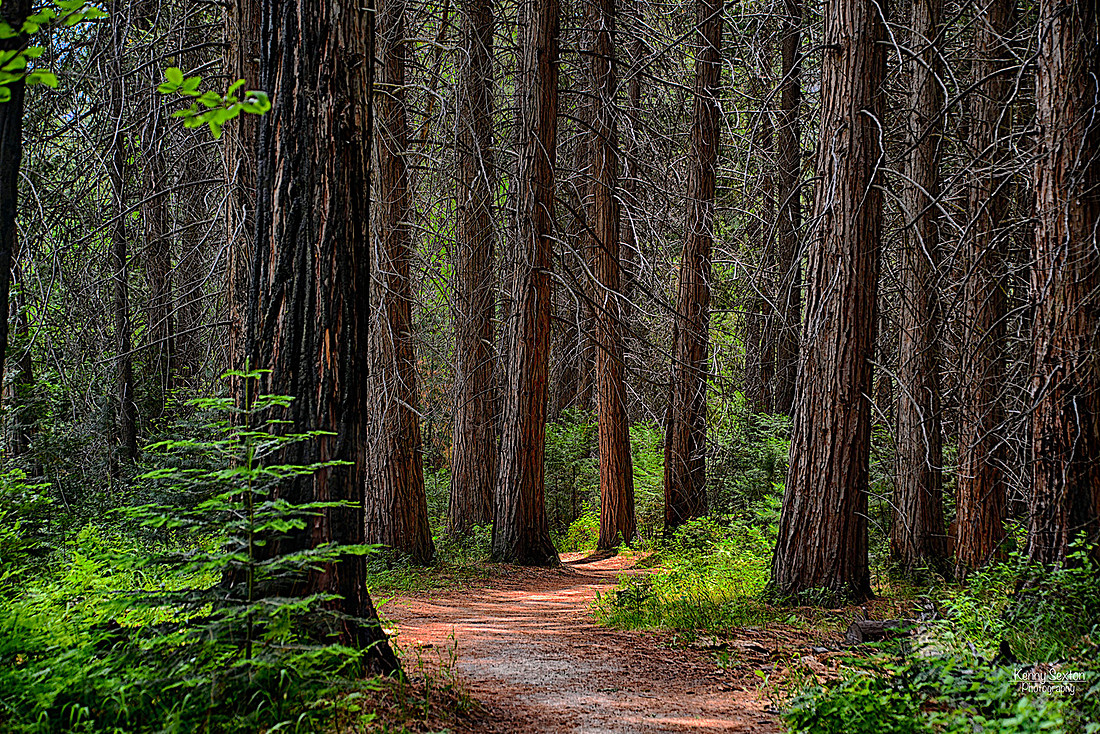 Photo name: The Trail