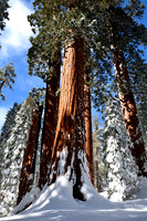 Photo Name: Sequoias in the snow