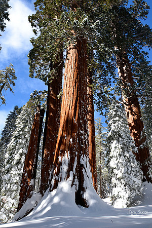 Photo Name: Sequoias in the snow
