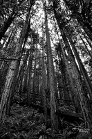 Photo Name:  Muir Woods