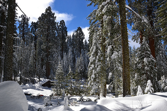 Photo Name: Grant Grove Winter