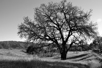 Photo Name: Lonely Oak