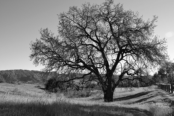 Photo Name: Lonely Oak