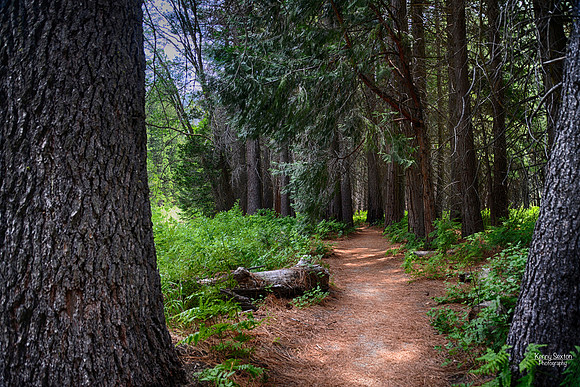 Photo Name: Enter the Forest