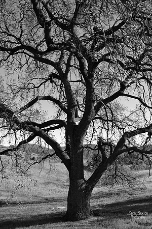 Photo Name: Lonely Oak II