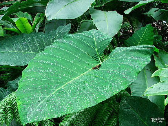 Photo Name: Elephant Ears